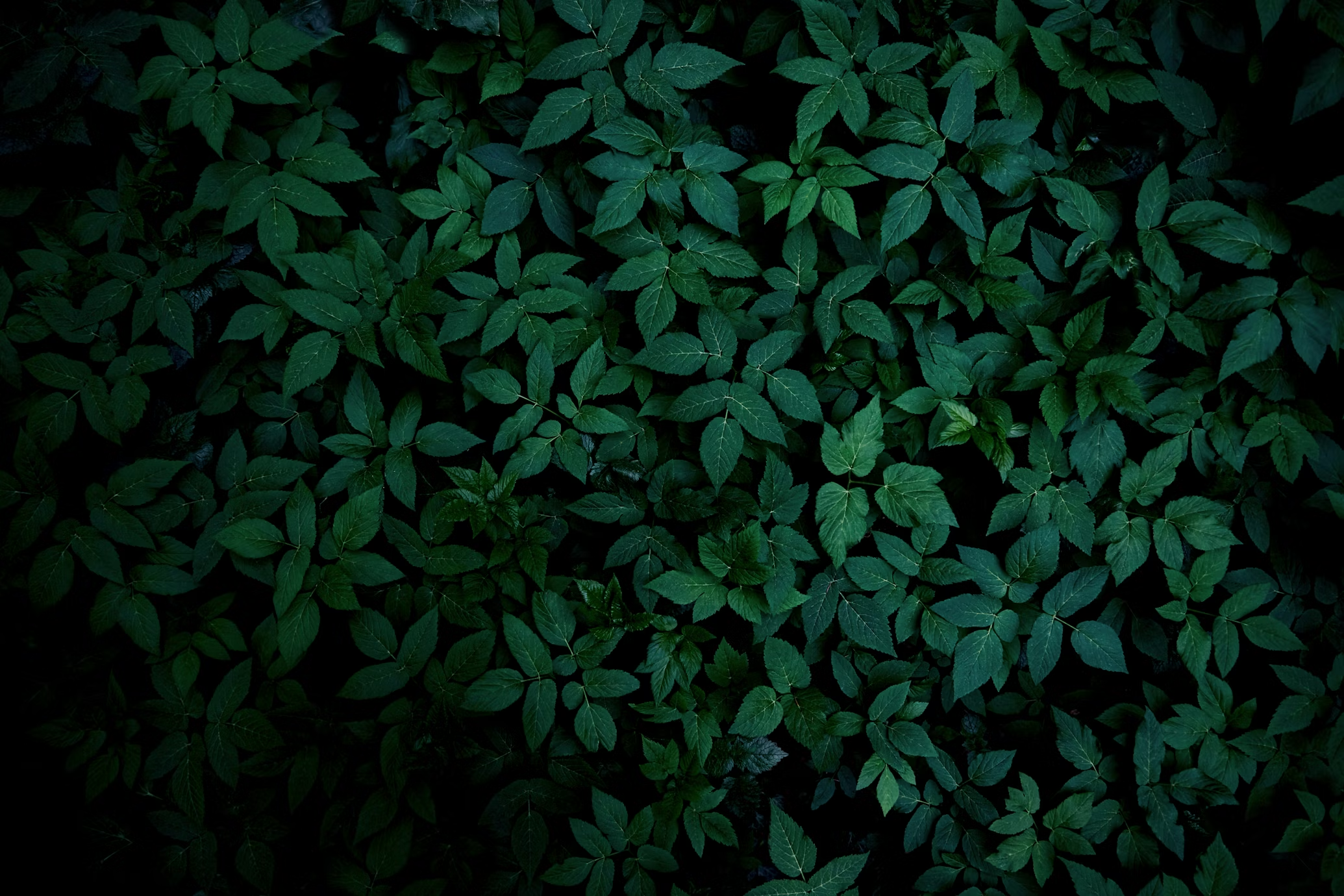 Portfolio Background