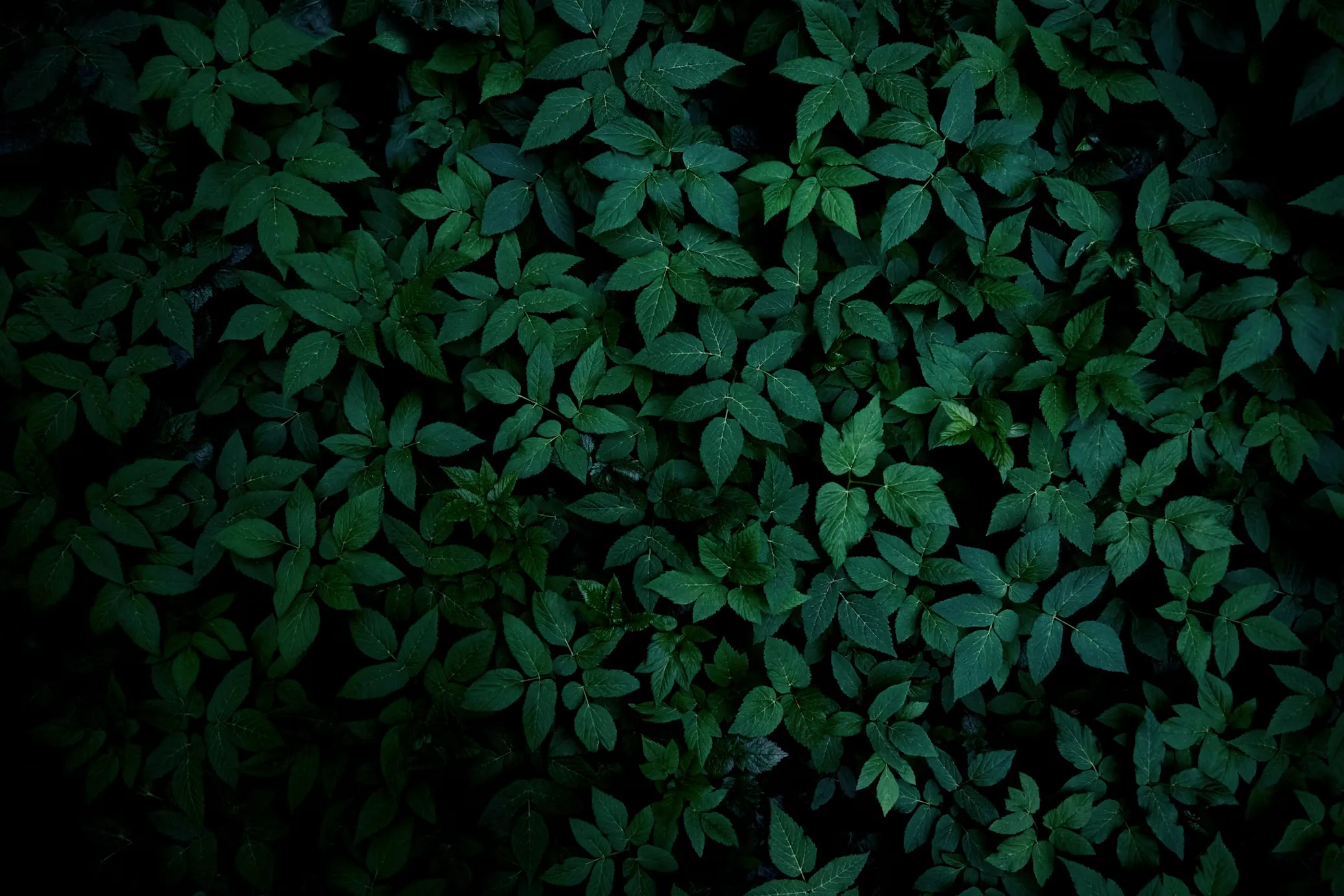 Portfolio Background